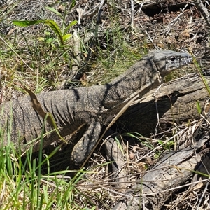 Varanus rosenbergi at Jerangle, NSW - suppressed