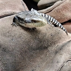 Tiliqua scincoides scincoides at Orangeville, NSW - 13 Jan 2025 by belleandjason