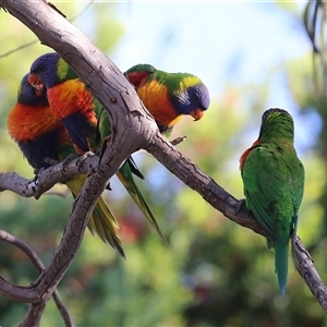 Trichoglossus moluccanus (Rainbow Lorikeet) at Macarthur, ACT by RodDeb