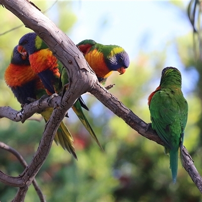 Trichoglossus moluccanus (Rainbow Lorikeet) at Macarthur, ACT - 13 Jan 2025 by RodDeb