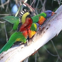 Trichoglossus moluccanus at Macarthur, ACT - 13 Jan 2025