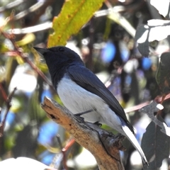 Myiagra rubecula at Kambah, ACT - 13 Jan 2025 by HelenCross