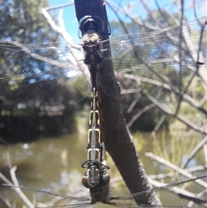 Hemicordulia australiae (Australian Emerald) at Acton, ACT by VanceLawrence