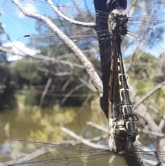 Hemicordulia australiae at Acton, ACT - 13 Jan 2025