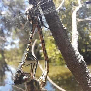 Hemicordulia australiae at Acton, ACT - 13 Jan 2025