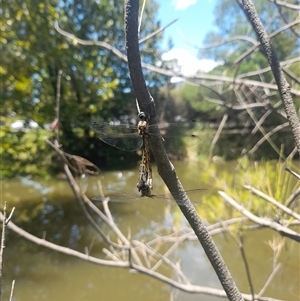 Hemicordulia australiae at Acton, ACT - 13 Jan 2025 01:00 PM