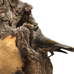 Manorina melanocephala (Noisy Miner) at Ainslie, ACT - 12 Jan 2025 by jb2602