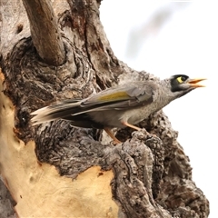 Manorina melanocephala at Ainslie, ACT - 12 Jan 2025 05:51 PM