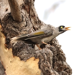 Manorina melanocephala at Ainslie, ACT - 12 Jan 2025 05:51 PM