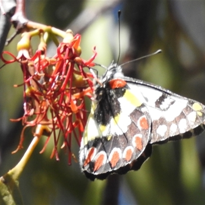 Delias aganippe (Spotted Jezebel) at Kambah, ACT - 13 Jan 2025 by HelenCross