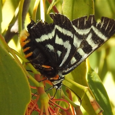 Comocrus behri (Mistletoe Day Moth) at Kambah, ACT - 13 Jan 2025 by HelenCross