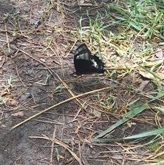 Papilio aegeus at Acton, ACT - 13 Jan 2025 01:17 PM