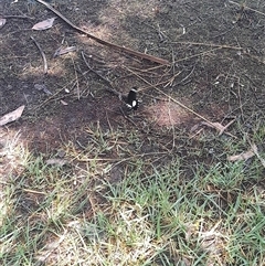 Papilio aegeus at Acton, ACT - 13 Jan 2025 01:17 PM