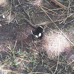 Papilio aegeus at Acton, ACT - 13 Jan 2025 01:17 PM