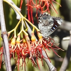 Ogyris olane (Broad-margined Azure) at Kambah, ACT - 13 Jan 2025 by HelenCross