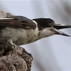 Cracticus torquatus (Grey Butcherbird) at Ainslie, ACT - 12 Jan 2025 by jb2602