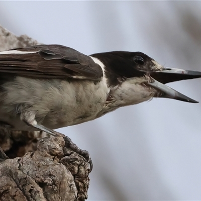 Cracticus torquatus (Grey Butcherbird) at Ainslie, ACT - 12 Jan 2025 by jb2602