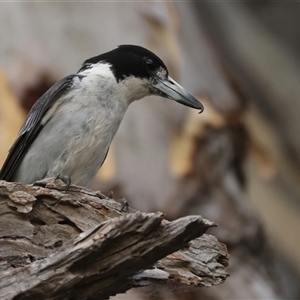 Cracticus torquatus at Ainslie, ACT - 12 Jan 2025