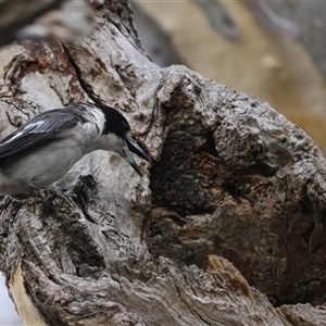 Cracticus torquatus at Ainslie, ACT - 12 Jan 2025