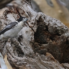 Cracticus torquatus at Ainslie, ACT - 12 Jan 2025