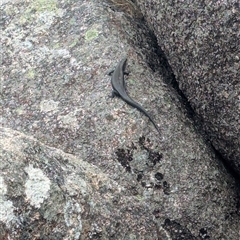 Egernia saxatilis intermedia (Black Rock Skink) at Cotter River, ACT - 6 Jan 2025 by Seh