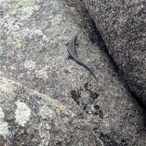 Egernia saxatilis intermedia (Black Rock Skink) at Cotter River, ACT by Seh