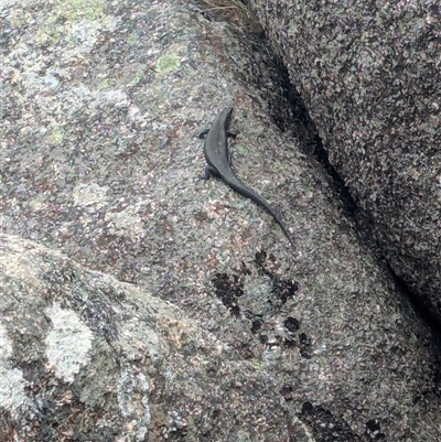 Egernia saxatilis intermedia (Black Rock Skink) at Cotter River, ACT - 5 Jan 2025 by Seh