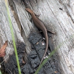 Pseudemoia entrecasteauxii (Woodland Tussock-skink) at Cotter River, ACT - 6 Jan 2025 by Seh