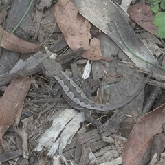 Amphibolurus muricatus at Cotter River, ACT - 6 Jan 2025 by Seh