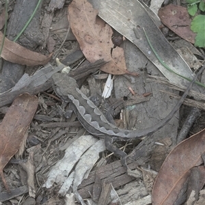 Rankinia diemensis at Cotter River, ACT - 6 Jan 2025 11:08 AM