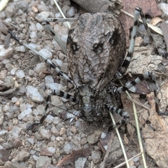 Acripeza reticulata (Mountain Katydid) at Cotter River, ACT - 5 Jan 2025 by Seh