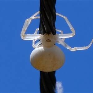 Thomisidae (family) (Unidentified Crab spider or Flower spider) at Florey, ACT by Kurt