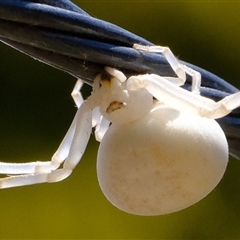 Thomisidae (family) at Florey, ACT - 13 Jan 2025 11:49 AM