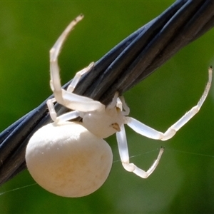 Thomisidae (family) at Florey, ACT - 13 Jan 2025 11:49 AM