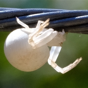 Thomisidae (family) at Florey, ACT - 13 Jan 2025 11:49 AM