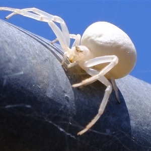 Thomisidae (family) at Florey, ACT - 13 Jan 2025 11:49 AM