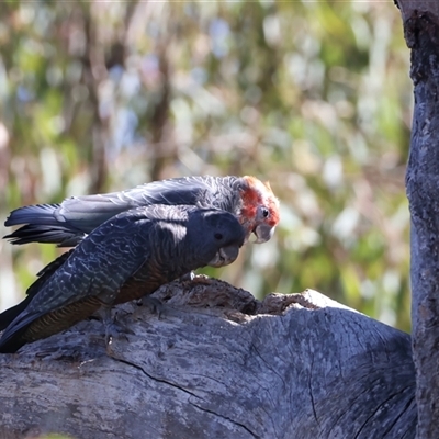 Callocephalon fimbriatum (Gang-gang Cockatoo) at Ainslie, ACT - 13 Jan 2025 by jb2602