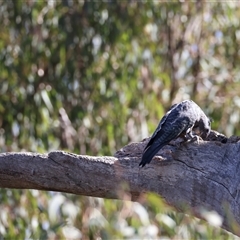 Callocephalon fimbriatum at Ainslie, ACT - 13 Jan 2025