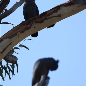 Callocephalon fimbriatum at Ainslie, ACT - 13 Jan 2025