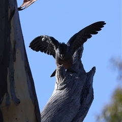 Callocephalon fimbriatum at Ainslie, ACT - 13 Jan 2025