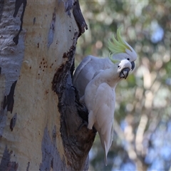 Callocephalon fimbriatum at Ainslie, ACT - 13 Jan 2025