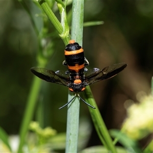 Pterygophorus cinctus (Bottlebrush sawfly) at Higgins, ACT by AlisonMilton