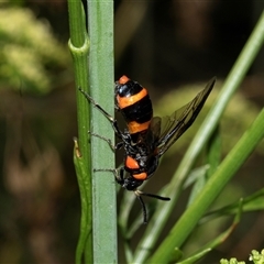 Pterygophorus cinctus at Higgins, ACT - 12 Jan 2025 01:50 PM