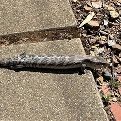 Tiliqua scincoides scincoides (Eastern Blue-tongue) at Aranda, ACT - 13 Jan 2025 by KMcCue