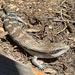 Tiliqua scincoides scincoides at Aranda, ACT - 13 Jan 2025