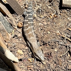 Tiliqua scincoides scincoides at Aranda, ACT - 13 Jan 2025