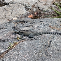 Intellagama lesueurii howittii (Gippsland Water Dragon) at Uriarra Village, ACT - 12 Jan 2025 by Squid