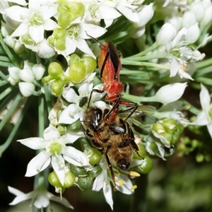 Gminatus australis (Orange assassin bug) at Higgins, ACT by AlisonMilton