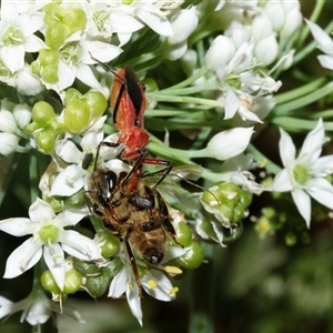 Gminatus australis at Higgins, ACT - 12 Jan 2025