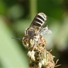 Megachile (Eutricharaea) serricauda (Leafcutter bee, Megachilid bee) at Hall, ACT - 13 Jan 2025 by Anna123